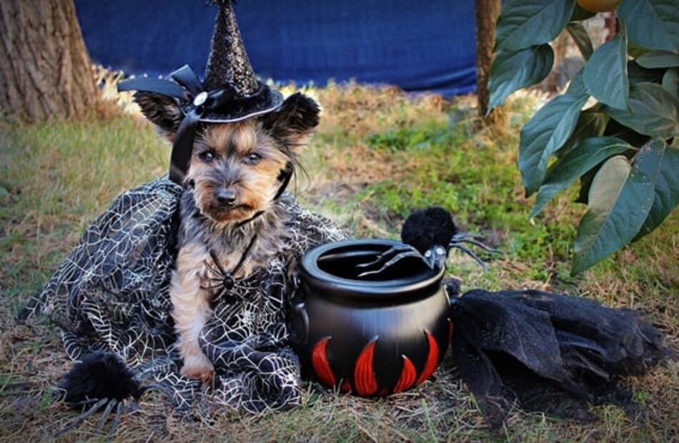 Asiste al Festival de Brujas y Catrinas en la Roma