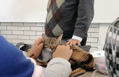 Torturan hasta la muerte a gatito de CCH Vallejo; estudiantes de la UNAM exigen justicia