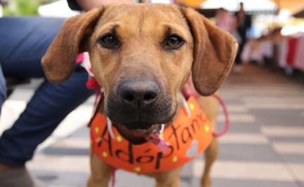 PAOT celebrará 5 años de Adopta CDMX con el Adoptatón; habrá pasarela, vacunación y más actividades
