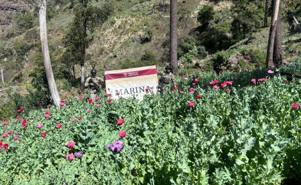 Marina erradicó diez plantíos de amapola. Foto: Especial