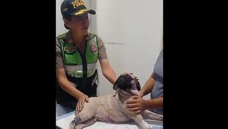 Condenan a año y medio de prisión a hombre que apuñaló a su perrita en Perú