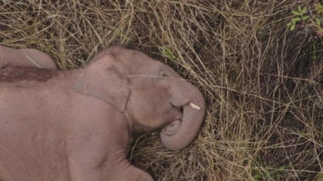 Las conmovedoras imágenes de elefantes tomando una siesta en China