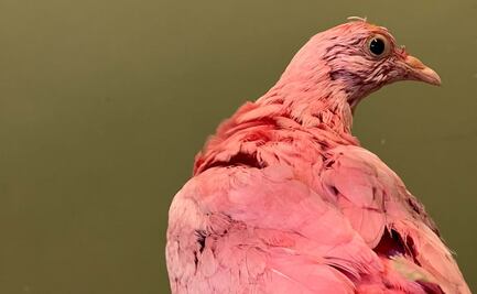 Murió “Flamingo”, paloma teñida de rosa para fiesta de revelación de género