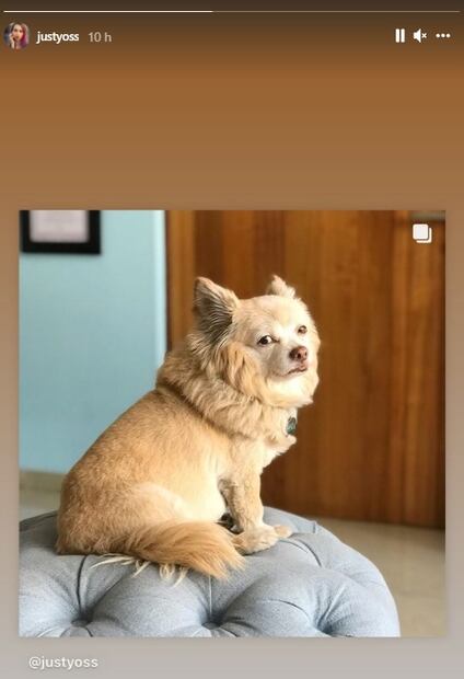 YosStop rompe en llanto al saber que su perrito la está esperando 