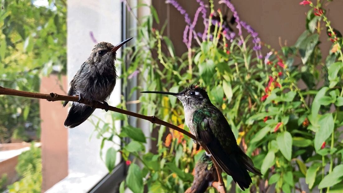 Tras vencer al cáncer, Catia quiere dejar un legado a través de sanar, cuidar y liberar a estas aves, que en ocasiones llegan casi muriendo. Foto: Atenea Campuzano / El Universal 