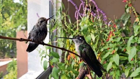 ¿Cómo puedes adoptar un colibrí y contribuir a su conservación? Consulta aquí