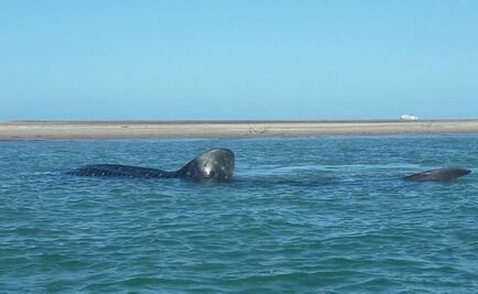 Rescatan a tiburón ballena varado en Baja California Sur 