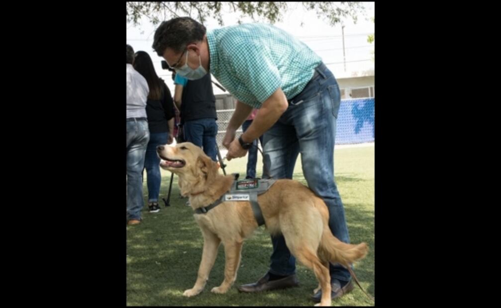 Entrenan a 10 perros para detectar Covid-19 en Sonora