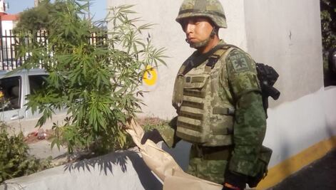 Ejército retira plantas de marihuana sembradas en jardineras de Periférico Norte