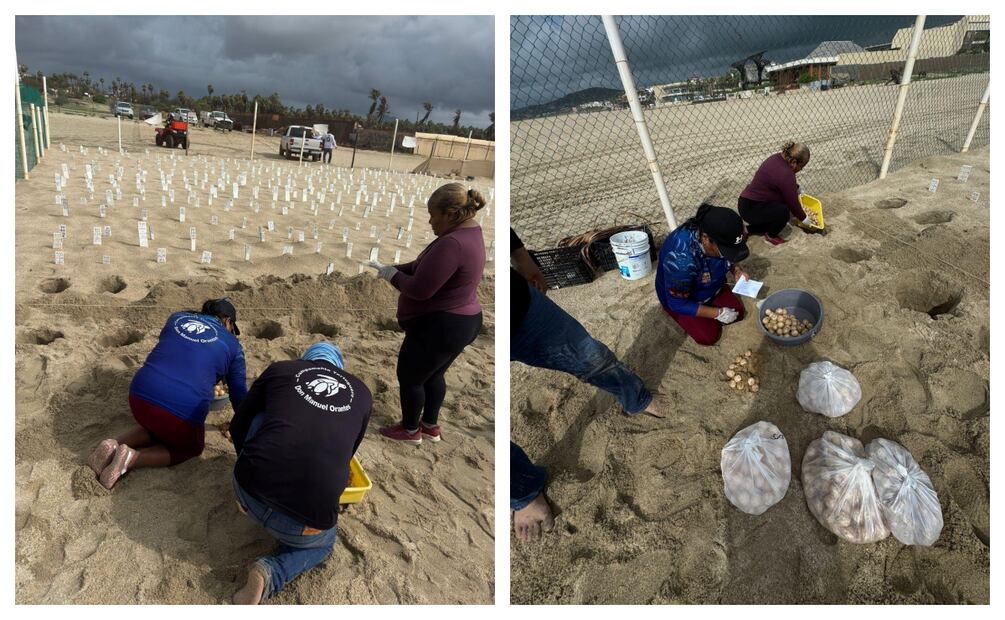 Tortugas desovan en playas de Los Cabos; basura y tormenta “Lorena” marcan la temporada. Foto: Especial