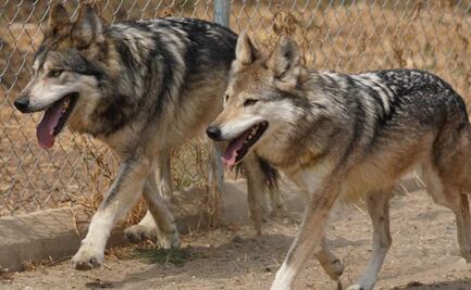 Pareja de lobos mexicanos llega al Bosque de Aragón; se espera logren una nueva camada
