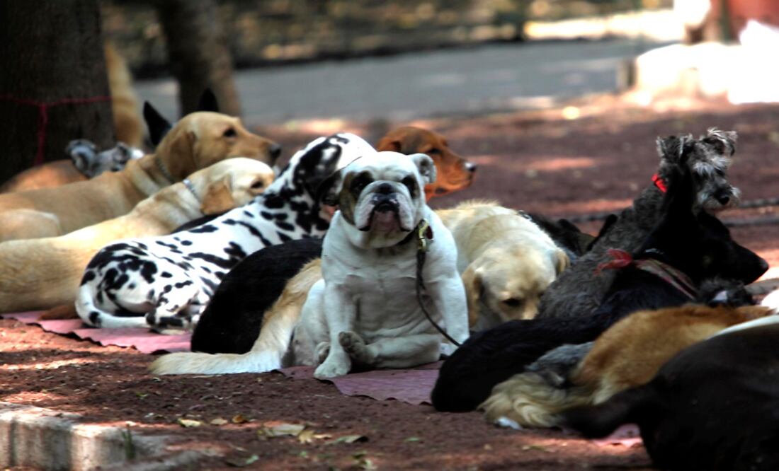 Foto: Archivo El Universal