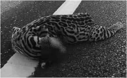 Ahora, atropellan a un ocelote en carretera federal 307, Cancún-Chetumal