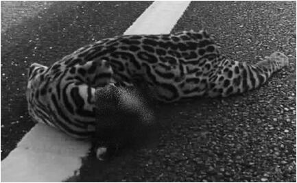 Ahora, atropellan a un ocelote en carretera federal 307, Cancún-Chetumal