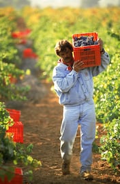 Comienza la temporada de vendimias 2018