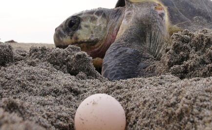 Suman esfuerzos en Cancún para proteger tortuga marina