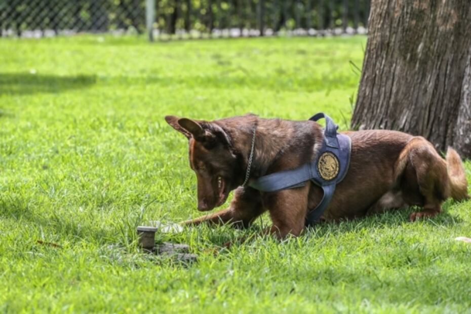 Thor, un perrito antibombas en la Cámara de Diputados