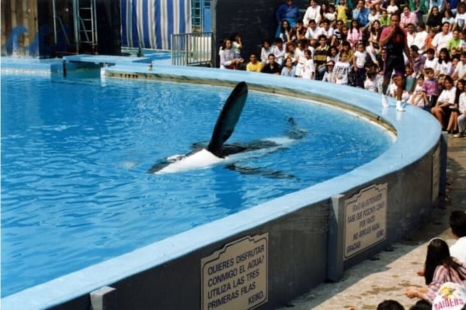 Keiko, la desafortunada historia de la única ballena amaestrada en México