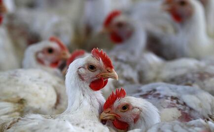 Paciente en Missouri contrae gripe aviar sin haber tenido contacto con animales