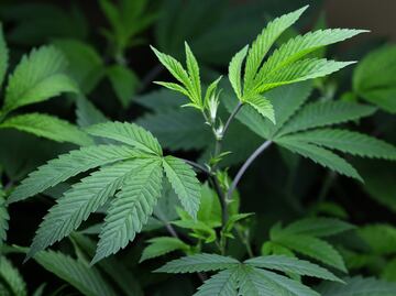 Departamento de Justicia de EU gestiona formalmente para reclasificar la marihuana como droga menos peligrosa