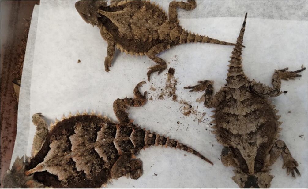Rescatan a reptiles envueltos como paquetes, una serpiente murió. Foto: Especial