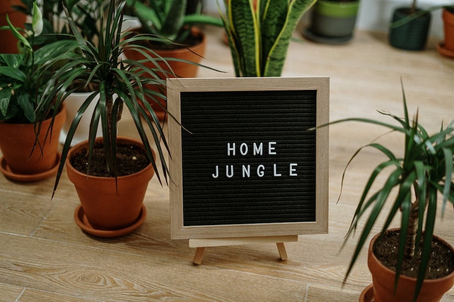 Son resistentes e ideales para el jardín / Foto: Pexels