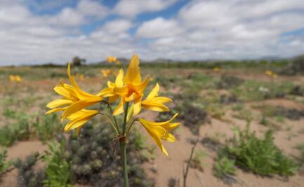 Florece el desierto más seco del mundo; sorprende raro y efímero espectáculo de flores en Atacama