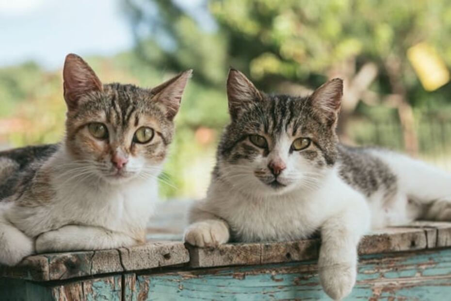 Miau Fest 2024. Foto: Pixabay