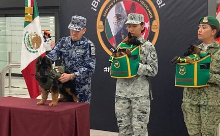 Así fue la ruta del cachorro de Turquía para llegar a la CDMX y seguir "las huellas" de Proteo