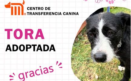 Suman 9 lomitos rescatados del Metro y que ya fueron adoptados este año; exhortan a seguir apoyando a refugio canino