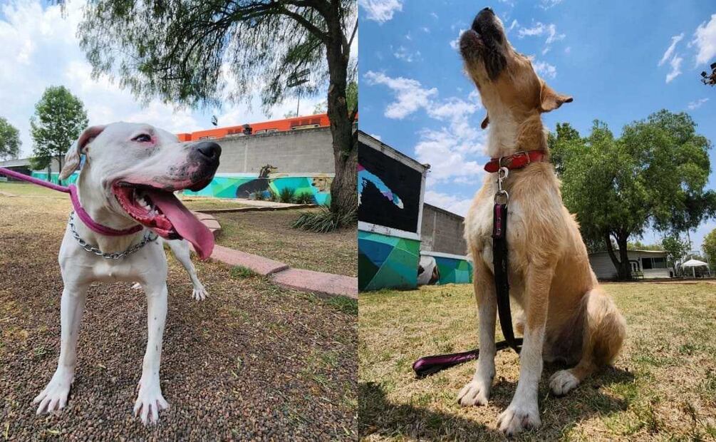 Los perritos rescatados del Metro están en espera de un hogar. 