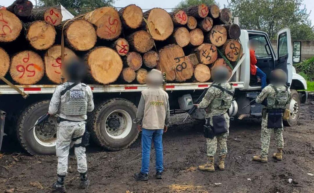 Profepa y Guardia Nacional desmantelan aserradero ilegal en Morelos el pasado viernes 5 de septiembre de 2025. Foto: Profepa