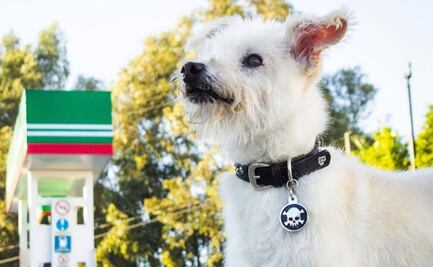 Conoce la historia de Gasolín, el lomito que tras ser abandonado ahora es una celebridad 