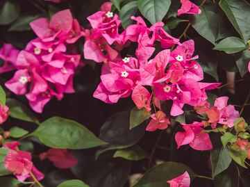 Las propiedades curativas de la flor de bugambilia