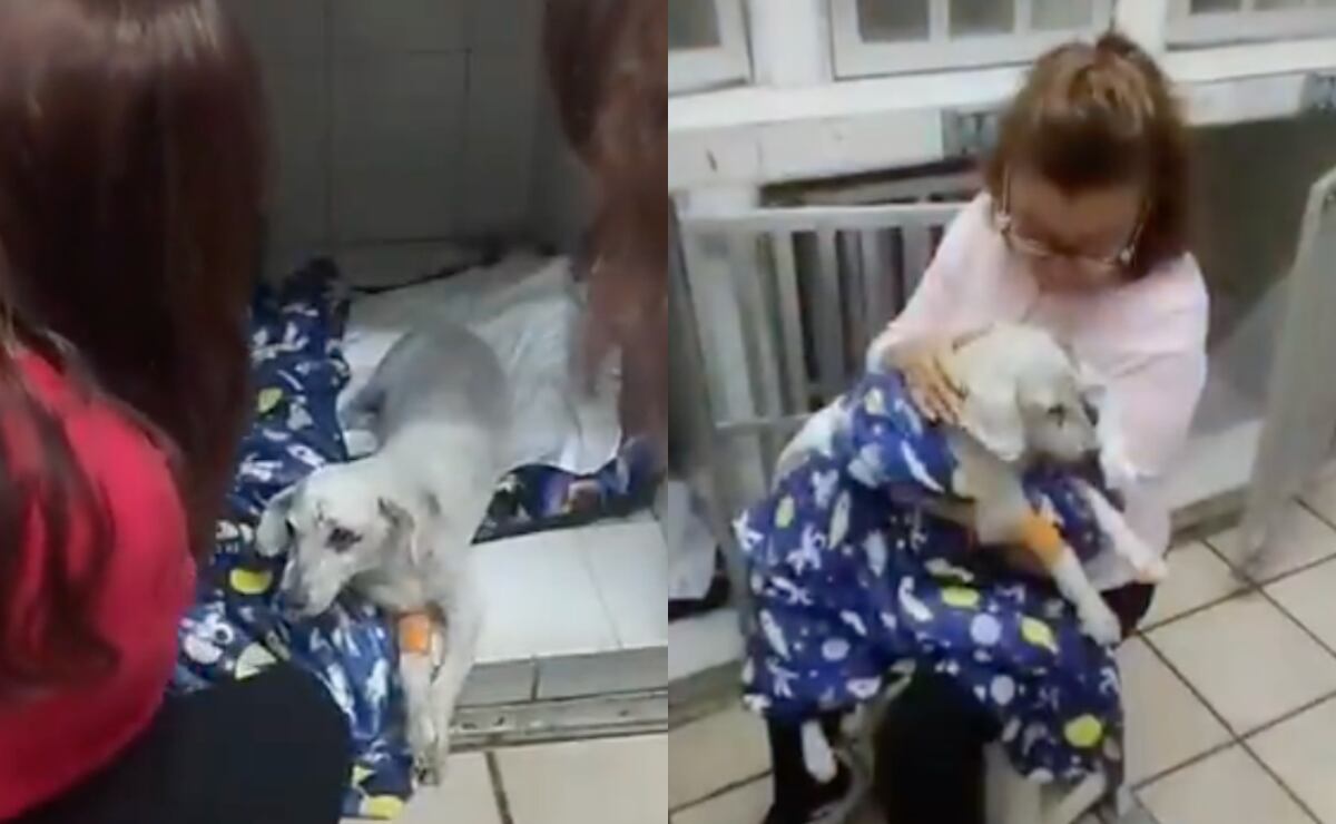 Perrito rescatado tras volcadura de taxi, en la alcaldía Cuauhtémoc,  se reúne con su familia. Foto: Captura de video