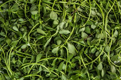 Quelites: un tesoro poco apreciado