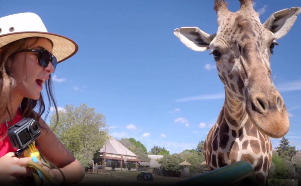 ¿Cuándo se podrá visitar a la jirafa "Benito"?. Foto: Tomada de Africam Safari