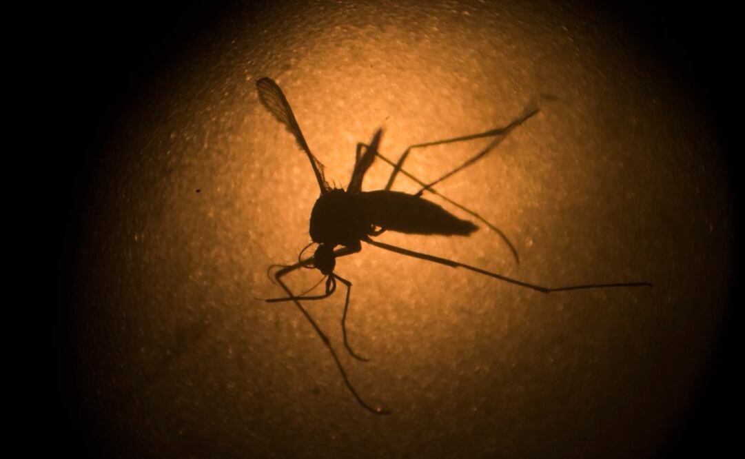 Nuevos datos sobre el zika