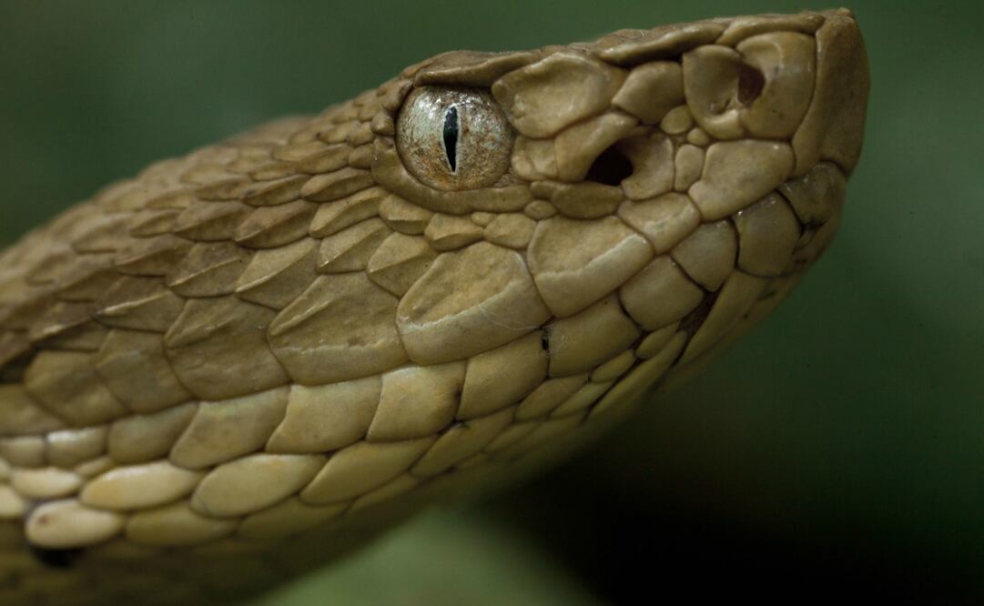 La especie de serpiente Bothrops insularis está en peligro crítico de extinción, según la Unesco. Foto: Ministerio de Medio Ambiente de Brasil