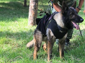 Fiel, amistoso y protector; así era Proteo, lomito rescatista fallecido en Turquía