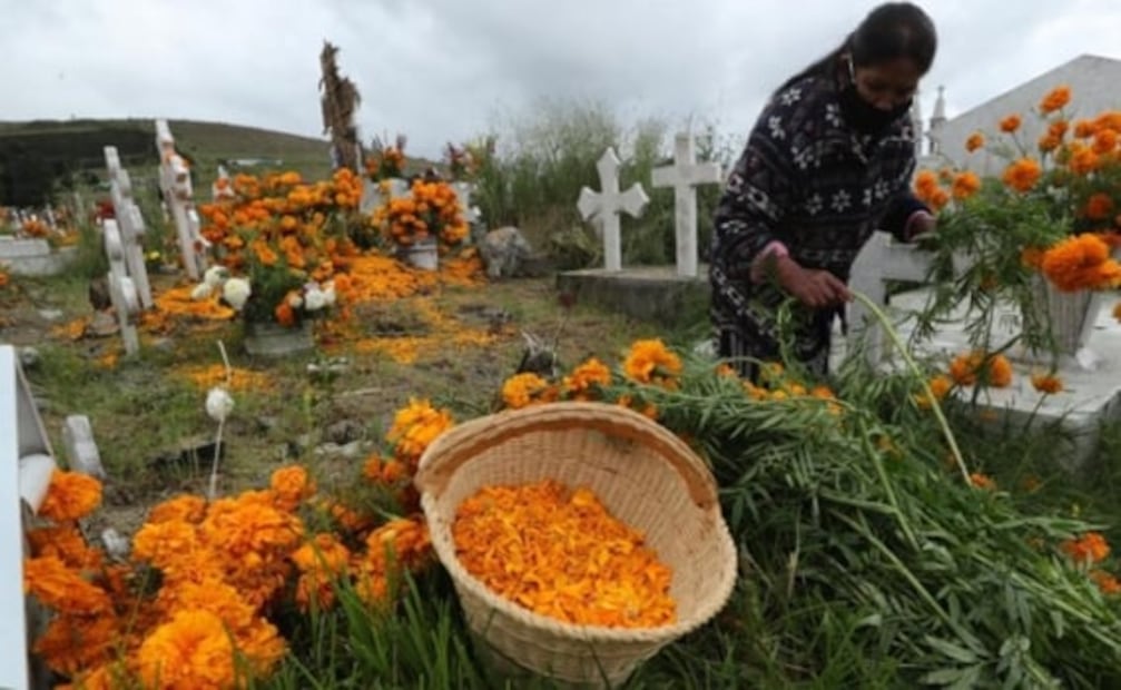 Ya sea en flor o como pétalos sueltos, estas flores son de las consentidas en la época de Día de Muertos. / Foto: archivo. 