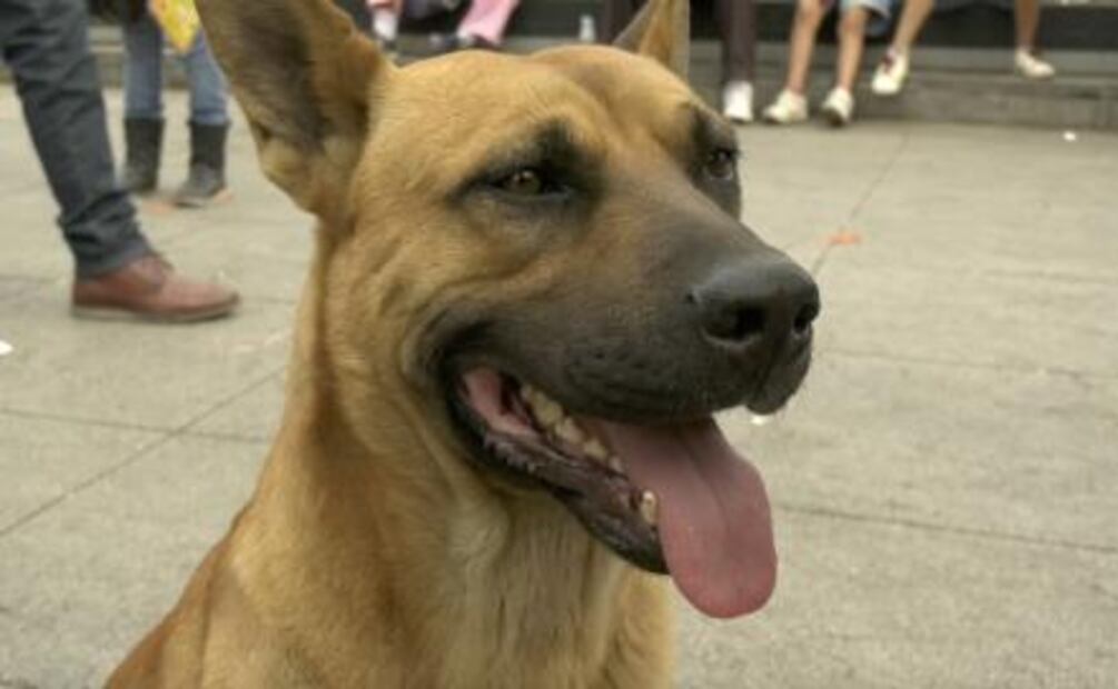 ¿Cómo adoptar a un perro peregrino?