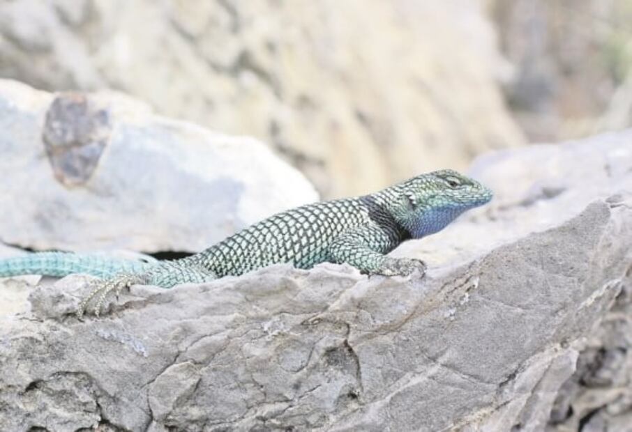 En riesgo, nueve tipos de lagartijas