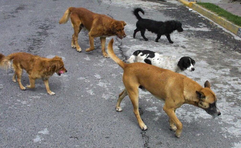 Se estima que en las calles de Turquía viven unos cuatro millones de perros sin dueño. Foto: EL UNIVERSAL