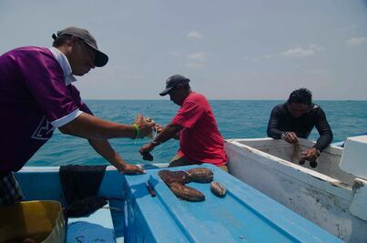 Abrirán temporada de pepino de mar en Yucatán