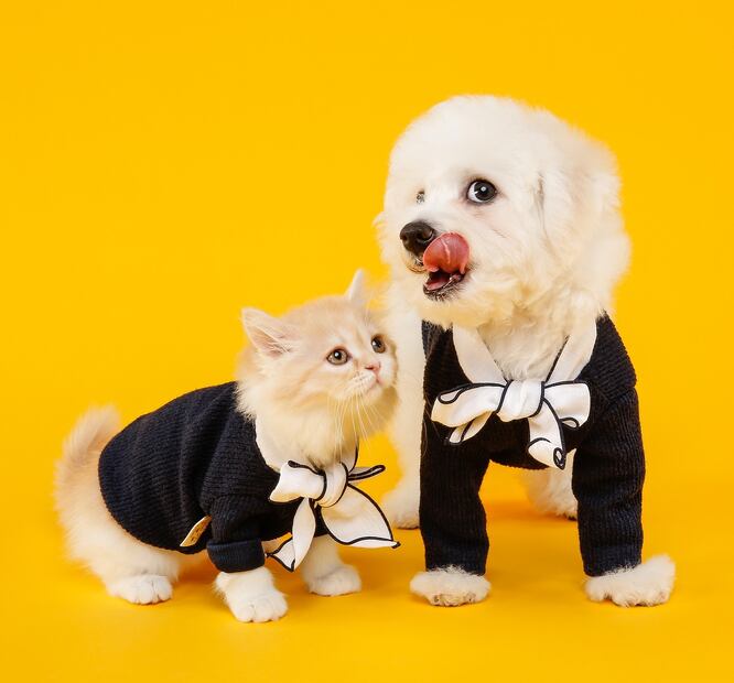 Perros y gatos. Fuente: Pixabay