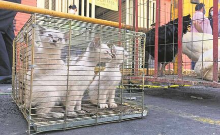 Sale a relucir la desnutrición de animales en Mercado de Sonora