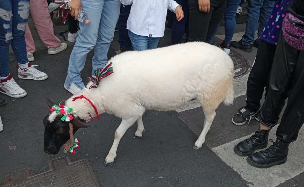 Junto a los cientos de personas que han llegado al Zócalo, desde Ecatepec, Edomex, llegó la borreguita “Lupe” para estar presente en el primer Grito de Independencia de la presidenta Claudia Sheinbaum. Foto: Pedro Villa y Caña/ EL UNIVERSAL