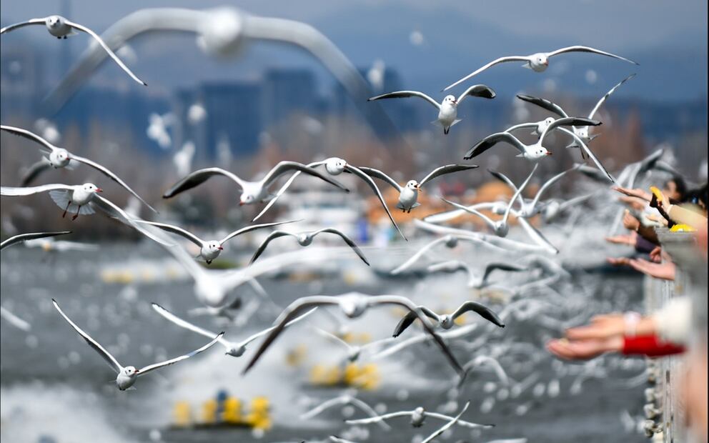 Imagen de turistas alimentando a las gaviotas de cabeza negra en la presa Haigeng, en Kunming, en la provincia de Yunnan, China. Foto: Xinhua