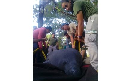 Ante muerte de animales acuáticos, diputados piden rescatarlos en Tabasco 
